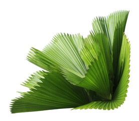 Poster - leaves of palm tree isolated on transparent background png file