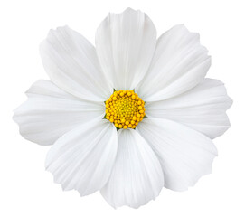 white cosmos flower isolated with clipping path