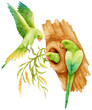 Parakeet Birds composition watercolor illustration