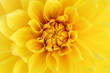 Floral abstract background. Bright yellow dahlia close up, macro. Dahlia flower.