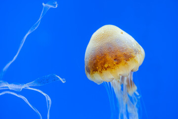 Wall Mural - Jelly fish swim in water tank over the blue background