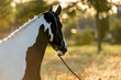 Barock pinto horse portrait