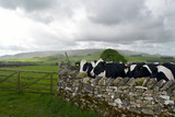 Fototapeta Big Ben - Cows in Wharfedale near Grassington, Yorkshire Dales