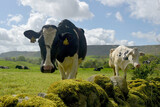 Fototapeta Big Ben - Cows in Wharfedale near Grassington, Yorkshire Dales