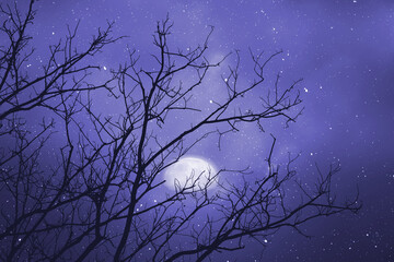 Wall Mural - silhouette dry branch and night sky