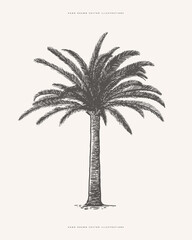 Palm tree in engraving style. Hand-drawn tropical tree. Template for design postcard, logo, label. Vintage illustration on light isolated background.