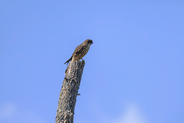 Wall Mural - The Merlin (Falco columbarius), juvenile bird.  Is a small species of falcon. Natural scene from Wisconsin. Can catch birds larger than itself, but hunts insects and smaller prey. 