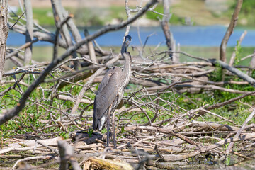 Wall Mural - Great Blue Heron (Ardea herodias)  is the largest American heron hunting small fish, insect, rodents, reptiles, small mammals, birds and especially ducklings.