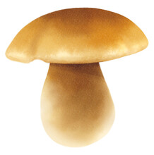 Boletus Or Porcini Mushroom Watercolor Illustration