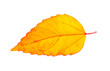 © sommai - autumn leaf isolated on transparent png background