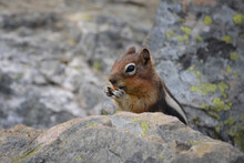 Closeup Portrait Of Chipmunk On The Rock Eating Nut