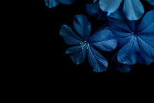 Blue Flower On Black Background, Flower Background, Flowers Background, Leadworts, Plumbago, Blue Flower, Violet Flower, Beautiful Flowers, Background, Backgrounds, Backdrop, Abstract, Wallpaper.