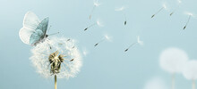 White Dandelion And Butterfly Closeup With Seeds Blowing Away In The Wind