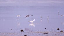 White Egret In The Sea At Morning And Red Falcon Swooping Prey In Slow Motion,White Egret Foraging Food Together In The Sea Water Low Tide At Phuket Thailand
