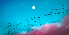 Groups Of Geese Flying In Formats In The Blue Cloudy Sky With A Full Moon At Dawn With Pink Clouds Rising