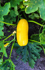 Sticker - Juicy yellow zucchini ripening in the garden in summer