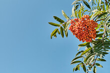 Branch Of Rowan With Bunch Of Orange Berries On Blue Sky Background In Sunlight.