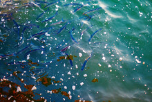 A Lot Of Small Fish In The Sea Under Water Top View