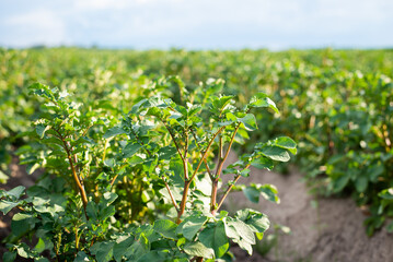 Wall Mural - Close-up shot of potato plants in agricultural field. Potato growing on farm, green young stems of potato