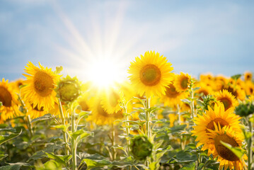 Canvas Print - Setting sun over field of blooming sunflowers. Bright photo of sunflowers in bloom and rays of sun right behind them