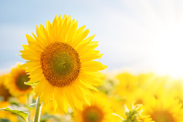 Poster - Tall blooming sunflower in the field with bright sun rays in the corner. Evening photo of golden sunflower lit by setting sun rays