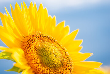 Poster - Top-down close up shot of bright sunflower. Beautiful golden sunflower plant in bloom against blue sky lit by setting sun light