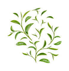 Wall Mural - Green tea leaves isolated on white background