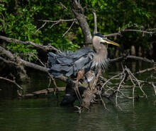 Closeup Of A Beautiful Great Blue Heron On An Old Tree In The Lake