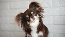 Brown Curious Chihuahua Dog Tilting Head