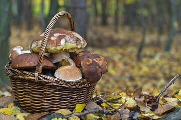 Sticker - Basket full of brown wild mushrooms with the background of an autumn forest with dried leaves