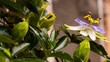 Beautiful shot of a Bluecrown passionflower near violet passiflora buds on a sunny day