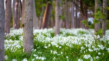 View Of Dense Trees Surrounded By Blooming White Flowers