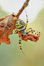 Argiope Bruennichi Orb Web Spider Sitting On Tree Twig With Autumn Leaves
