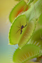 Insect In Carnivorous Venus Flytrap In Nature