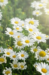 Sticker - Vertical shot of daisies in the field with white petals and yellow center and sunrays on them