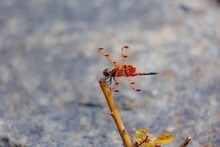 Macro Shot Of A Flame Skimmer Dragonfly Perched On Top Of A Dying Branch