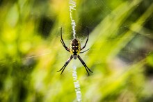 Black And Yellow Garden Spider Sitting In The Middle Of A Web