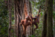 wild orangutans