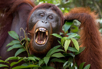 wild orangutan portrait