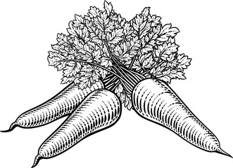 Carrots Vegetable Vintage Woodcut Illustration