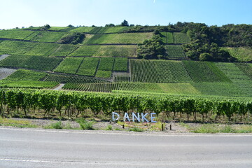 Canvas Print - Weinberge mit Schriftzug 'Danke' für die Ahrfluthilfe