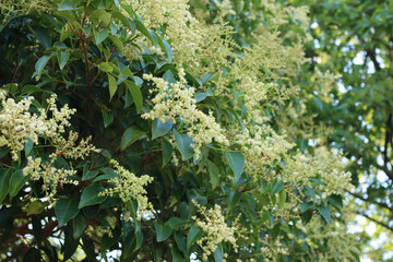 Wall Mural - Ligustrum lucidum tree with many white flowers. Wax-leaf privet tree in bloom