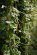 Zbliżenie na wiszące pędy truskawek w donicach wiszących