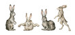 Watercolor cute hare, rabbit, bunny. Wild forest animals. Hand-painted woodland wildlife. 