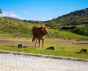 Sticker - Beautiful brown cow walking in a green field