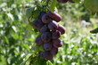 Victoria plums ripening