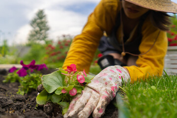 Wall Mural - A closeup of hands of a gardener with a seedling.