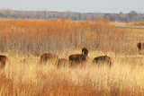 Fototapeta  - American bison in northwest Indiana