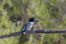 The Belted Kingfisher (Megaceryle Alcyon) Migration Bird Native To North America. The Kingfisher Is Often Seen Perched On Trees, Posts, Or Other Convenient Vantage Points Near The Water.