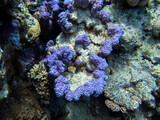 Fototapeta Do akwarium - Residents of the underwater flora of the coral reef in the Red Sea, Hurghada, Egypt